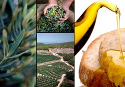 Olive Oil (Spain)